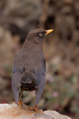 Sooty Thrush