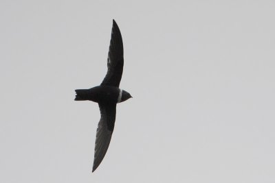 White-collared Swift