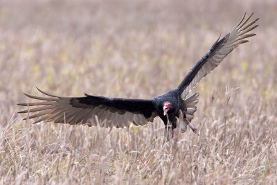 Turkey Vulture