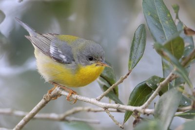 Tropical Parula (probably a hybrid with Northern Parula)