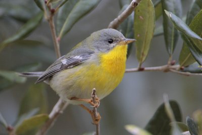 Tropical Parula (probably a hybrid with Northern Parula)