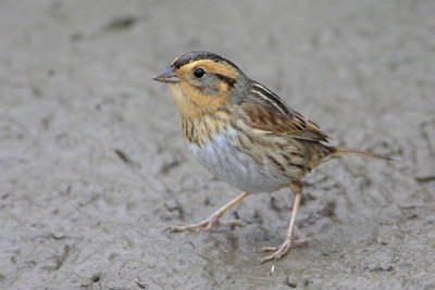 Nelson's Sharp-tailed Sparrow