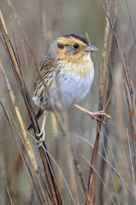 Nelson's Sharp-tailed Sparrow