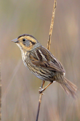 Nelson's Sharp-tailed Sparrow