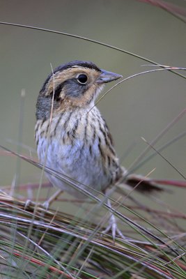 Nelson's Sharp-tailed Sparrow