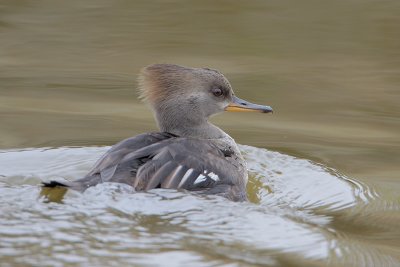 Hooded Merganser