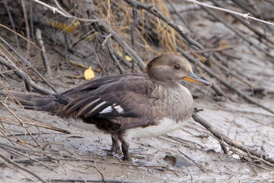 Hooded Merganser