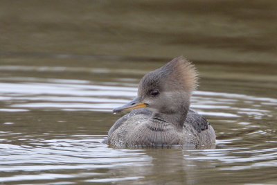 Hooded Merganser