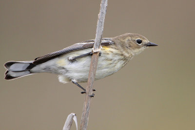 Yellow-rumped Warbler