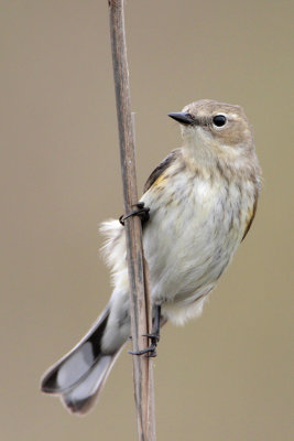 Yellow-rumped Warbler