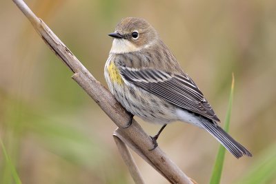 Yellow-rumped Warbler