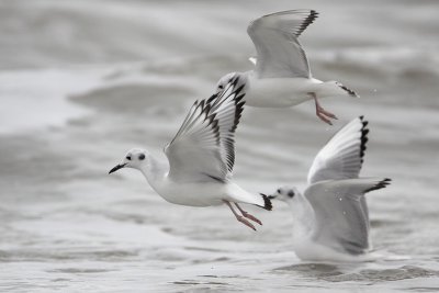 Bonaparte's Gull