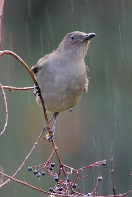 Mountain Thrush