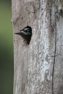 Hairy Woodpecker