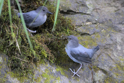 American Dipper