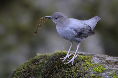 American Dipper