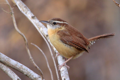 Carolina Wren