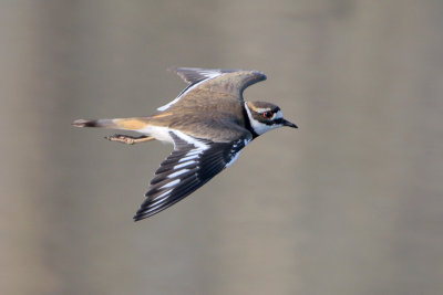 Killdeer