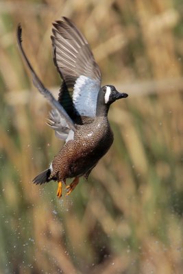 Blue-winged Teal