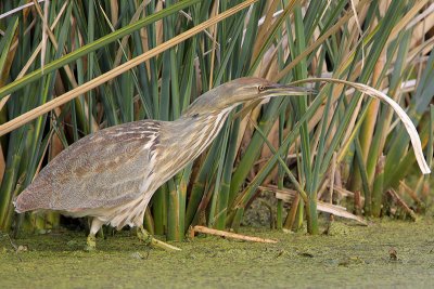 American Bittern