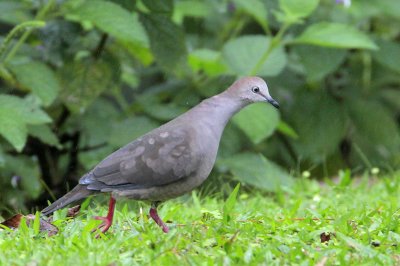 Gray-chested Dove