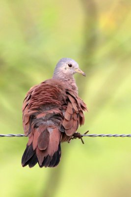 Ruddy Ground-Dove