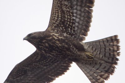Immature Dark-morph Swainsons Hawk