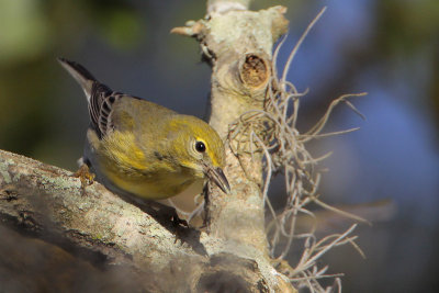 Pine Warbler