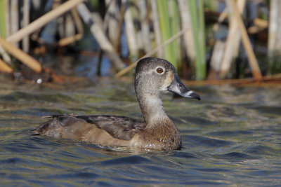 Ring-necked Duck