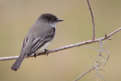 Eastern Phoebe