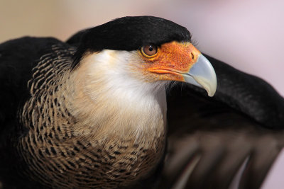 Crested Caracara