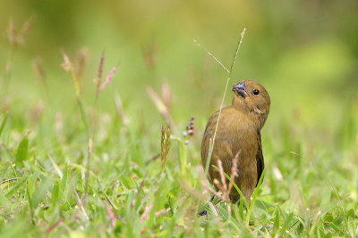 Variable Seedeater