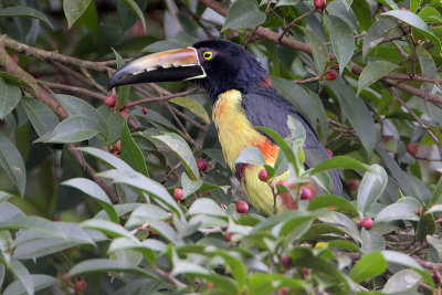 Collared Aracari