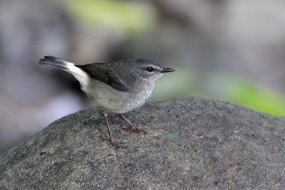 Buff-rumped Warbler