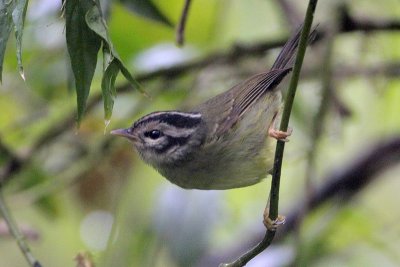 Three-striped Warbler