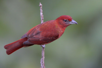 Hepatic Tanager