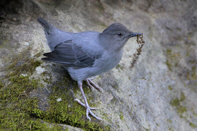 American Dipper