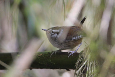 Timberline Wren