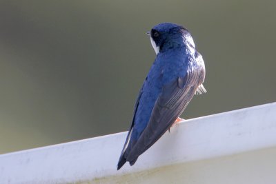 Blue-and-white Swallow