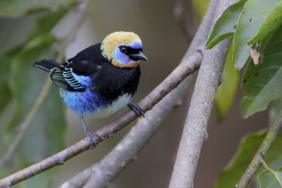 Golden-hooded Tanager