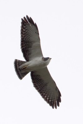 Short-tailed Hawk