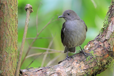 Mountain Thrush