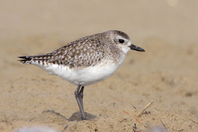 Black-bellied Plover