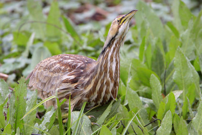 American Bittern