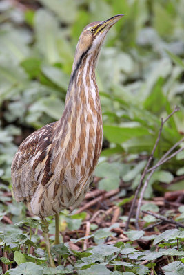 American Bittern