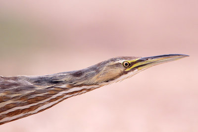 American Bittern