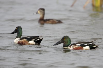 Northern Shoveler and Ring-necked Duck