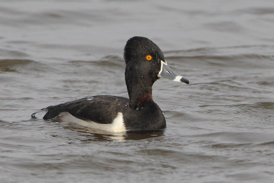 Ring-necked Duck