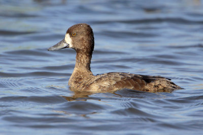 Lesser Scaup