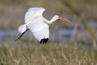 White Ibis